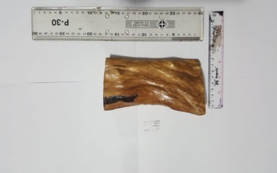 KAYU TIPE ARBOREAL UK S 30000 C 20 - C 24 UNTUK PEMELIHARAAN TARANTULA, REPTIL, SERANGGA, DLL